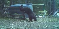Bear gets hit in the nuts