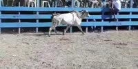 Bullkick