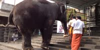 Elephant Entering Big Temple in Tiruvannamalai