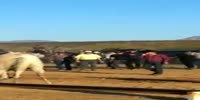 Horse race accident