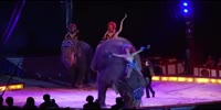 Elephant falls on spectators in circus