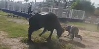 Runaway Bull Goes on the Attack