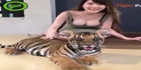 Help wanted !! There seems to be a tiger in this clip !!