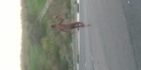 Crazy naked fuck throws stones at random cars