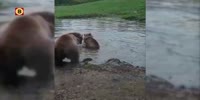Bears tear up wolf in Dutch zoo