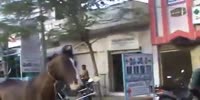 man attacked by horse