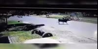 Cow attacks a random moron