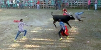 Bull vs. Annoying Prick