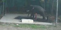 Elephant Sits on Trainer