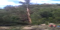 Falling tree kills a woman