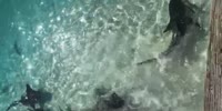 Feeding sharks, accidentally