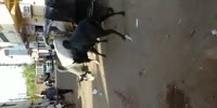 Bulls fight in streets of India