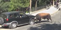 Bison attack a 4x4 SUV