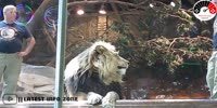 Lions attack in Las Vegas
