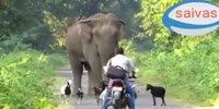 Elephant Rampage (R)