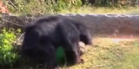 Bear attacks man in the zoo (R)