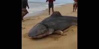 Shark attack at the Beach