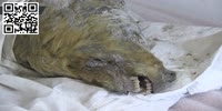 Severed head of a 40.000yo giant Pleistocene wolf