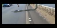 Anaconda crosses the highway