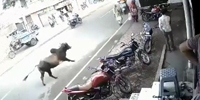 Kung Fu Cow