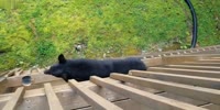 Black Bear on Balcony