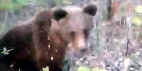 Bear Attacks IDIOT Trying to Pet it