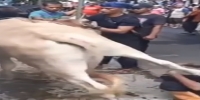 Cow kicks a moron in ridiculous hat