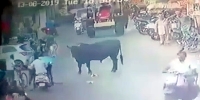 Unprovoked Bull Attacks Cop