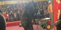 Bear Tears into Circus Handler