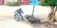 Attack of the cow on a motorbike (R)
