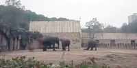 Elephant Kills Abusive Handler