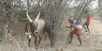 Bull Teaches Annoying Cunt a Lesson