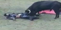 Bulls Show No Mercy for Humans