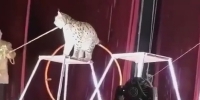 Huge Lynx Cat Attacks Circus Trainer
