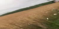 Russian naked girl harvesting