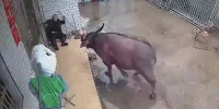 WTF? Bull Walks onto Property and Kills Owner