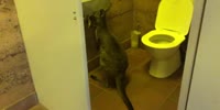 Kangaroo eats toilet paper in coronavirus panic