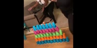 Chubby tries to jump over stacks cups