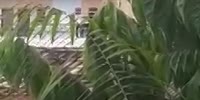 Chick falls to her death from hotel balcony in Brazil