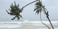 Palm Tree Lumberjack Makes a Critical Mistake