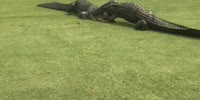 Gators fight in Florida