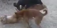 Canine gang bang