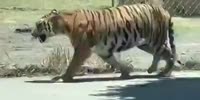 Chasing a TIGER in the Streets of Mexico