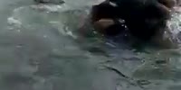 Croc attacks bathing Indian