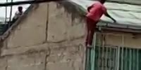 Nairobi Monkey Fights Back