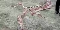 Skeleton of a dragon in China