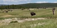 Bison Attacks Woman in Yellowstone Park