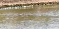 Animal Planet: Leopard Kills Croc