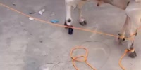 Crazy Cow Attacks Workers