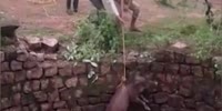 Wild Boar Attacks Dude That Saved Him